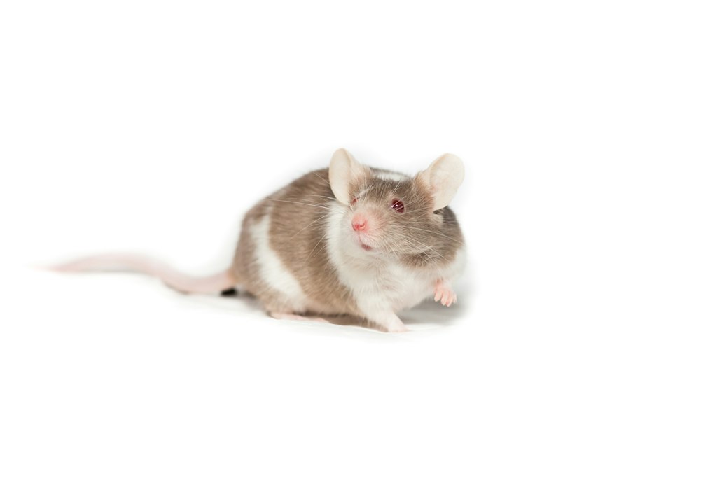 Une IA administre une thérapie génique directement dans le cerveau d’une souris vivante